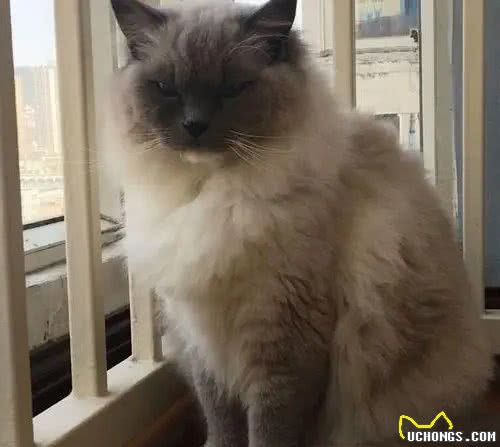 仙女猫布偶也会变糊？仙女和挖煤工之间，也就差了一个剃毛