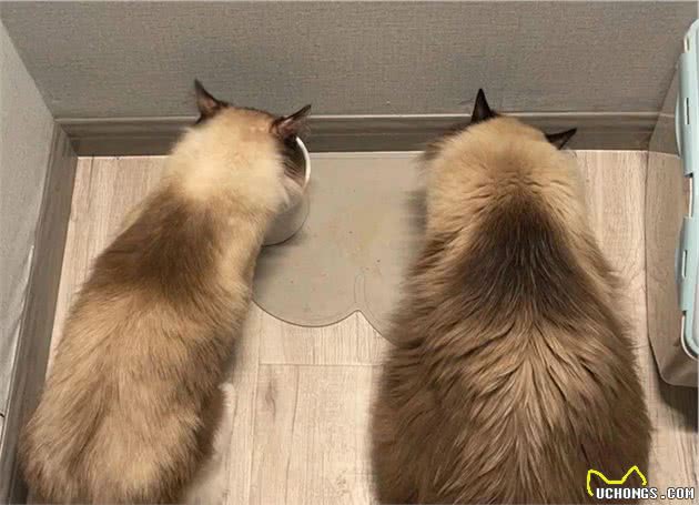 仙女猫布偶也会变糊？仙女和挖煤工之间，也就差了一个剃毛