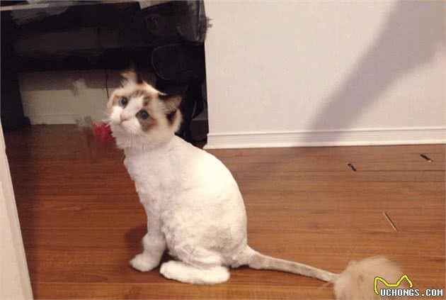 仙女猫布偶也会变糊？仙女和挖煤工之间，也就差了一个剃毛