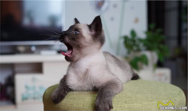 仙女猫布偶也会变糊？仙女和挖煤工之间，也就差了一个剃毛
