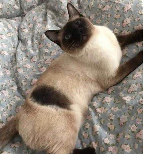 仙女猫布偶也会变糊？仙女和挖煤工之间，也就差了一个剃毛