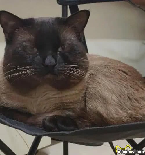 仙女猫布偶也会变糊？仙女和挖煤工之间，也就差了一个剃毛