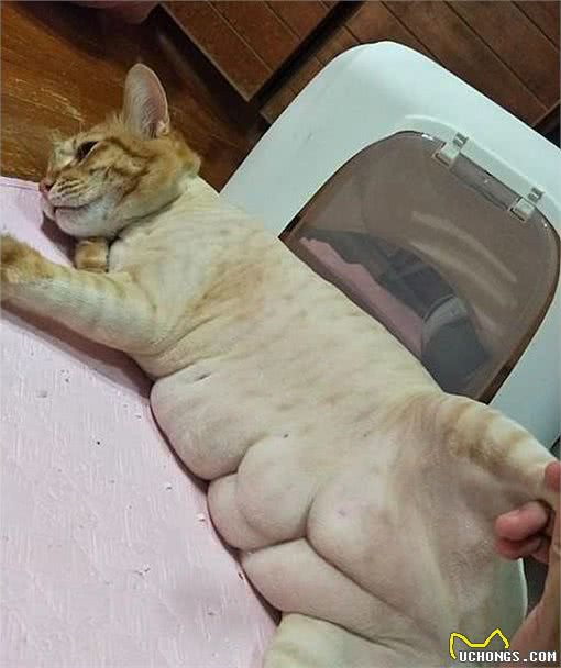 仙女猫布偶也会变糊？仙女和挖煤工之间，也就差了一个剃毛