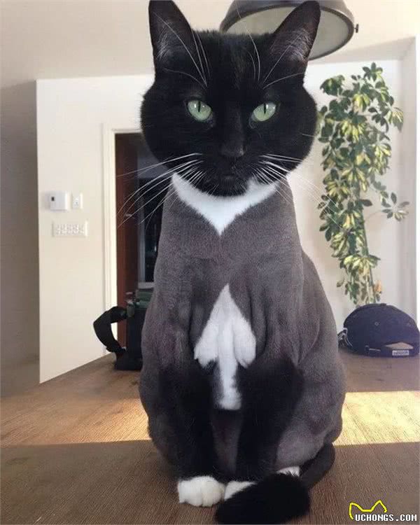 仙女猫布偶也会变糊？仙女和挖煤工之间，也就差了一个剃毛