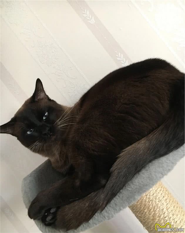 仙女猫布偶也会变糊？仙女和挖煤工之间，也就差了一个剃毛
