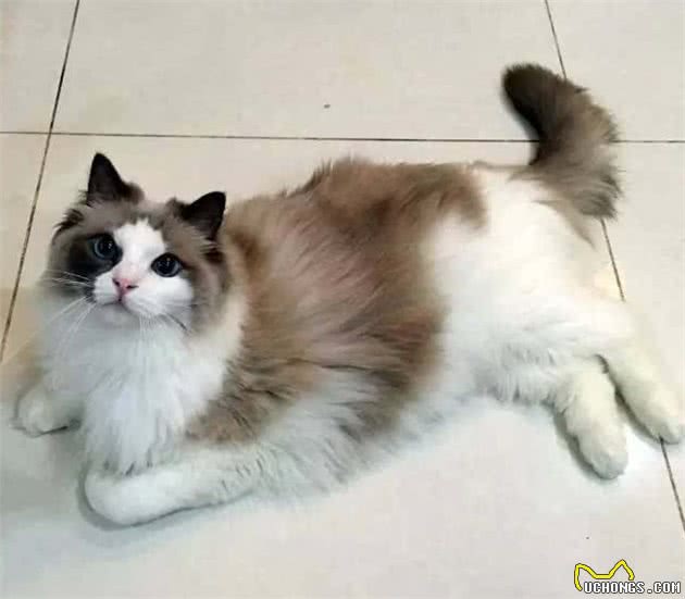 仙女猫布偶也会变糊？仙女和挖煤工之间，也就差了一个剃毛
