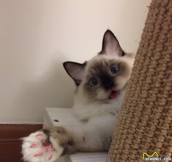 仙女猫布偶也会变糊？仙女和挖煤工之间，也就差了一个剃毛