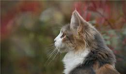 猫咪连续不停呼叫成功救主，看完改变对猫的认知