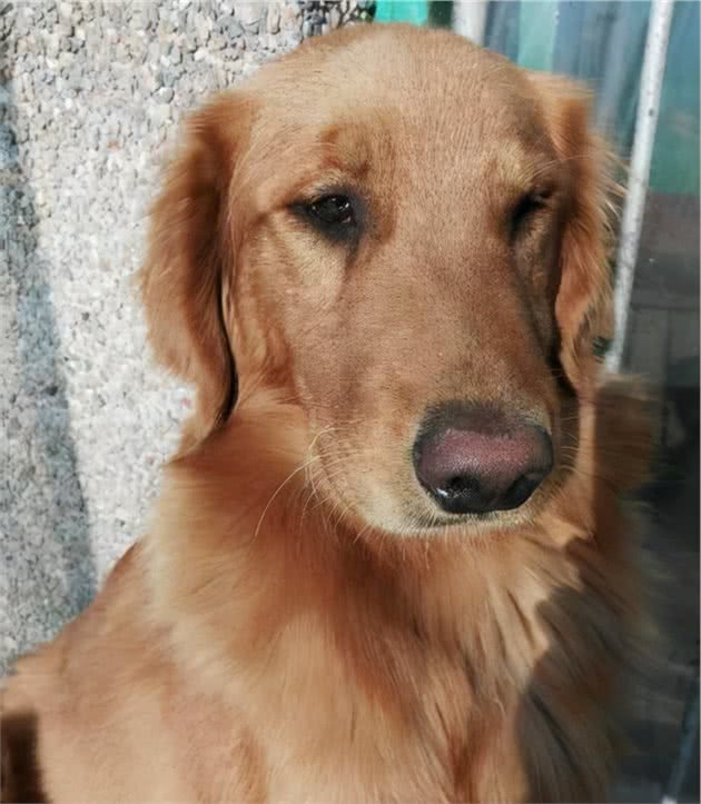 金毛犬有泪痕是什么原因，该怎么办？