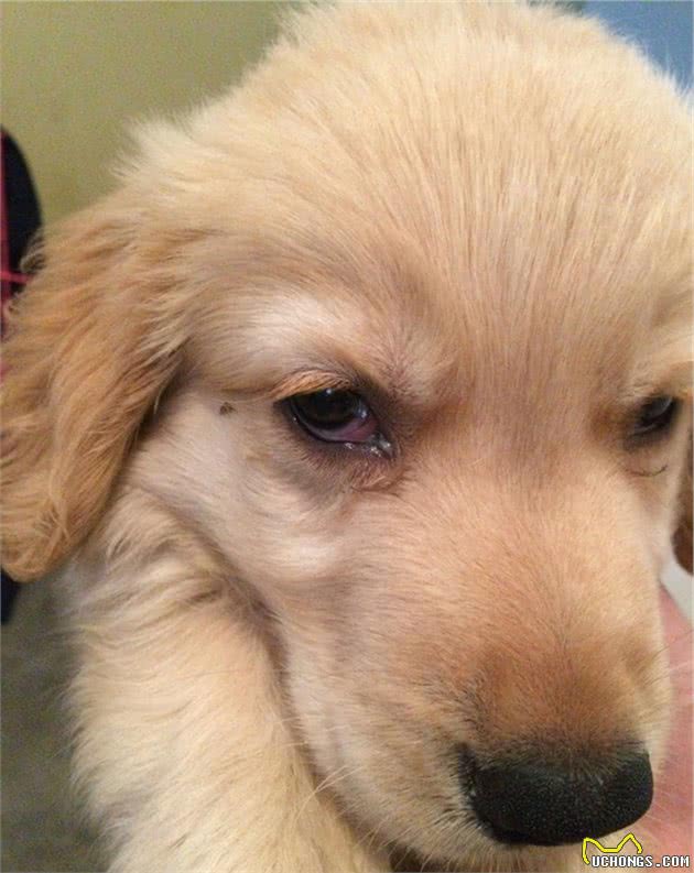 金毛犬有泪痕是什么原因，该怎么办？
