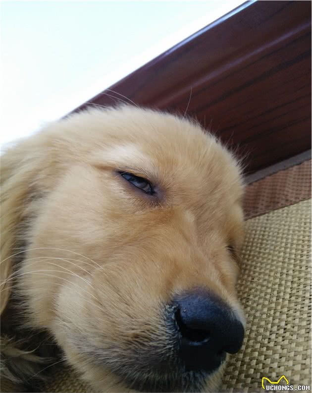 金毛犬有泪痕是什么原因，该怎么办？