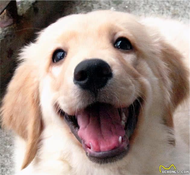 金毛犬有泪痕是什么原因，该怎么办？
