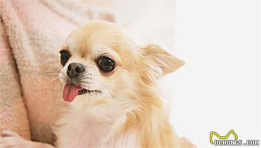 宠物狗吉娃娃饲养方法：从4方面入手，狗狗健康常伴左右