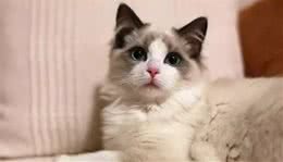 盘点四种颜值高、个性温柔的长毛仙女猫，你最想把哪一只抱回家？