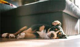 放开手，让狗狗和自己为伴：5个狗狗需要独处时间的迹象