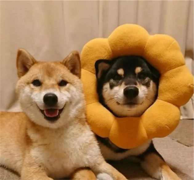 忠实的宠物犬名字大全守护家园的小帮手-可爱点
