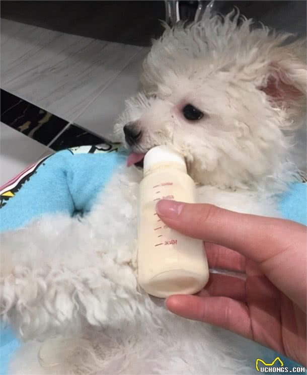 为什么说比熊犬不适合喂牛奶？原因这几点