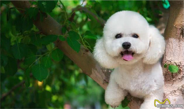 为什么说比熊犬不适合喂牛奶？原因这几点