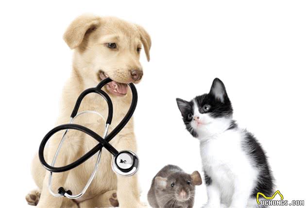 你知道猫狗常见的皮肤问题有哪几种吗？
