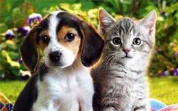 你知道猫狗常见的皮肤问题有哪几种吗？