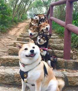 训犬师内容