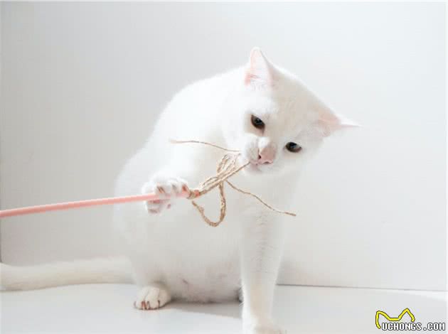 「毛发护理」有关猫咪的毛发护理往这里看