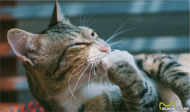 「毛发护理」有关猫咪的毛发护理往这里看