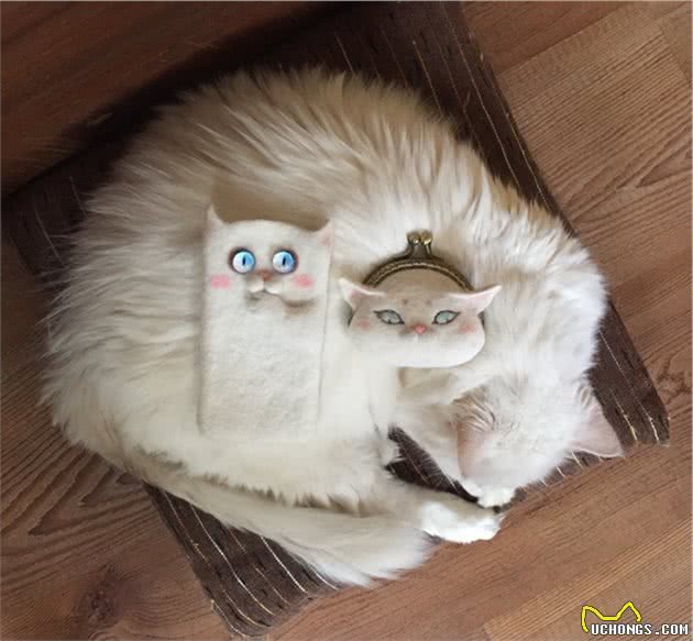 「毛发护理」有关猫咪的毛发护理往这里看