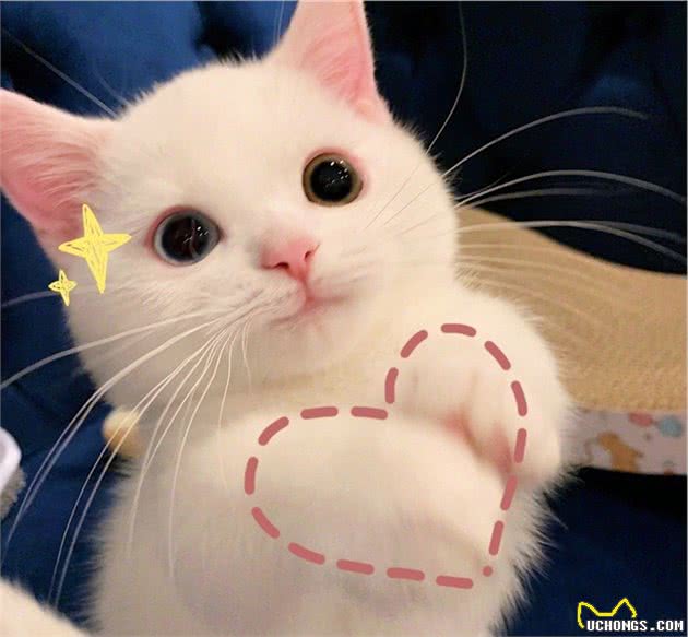 「毛发护理」有关猫咪的毛发护理往这里看