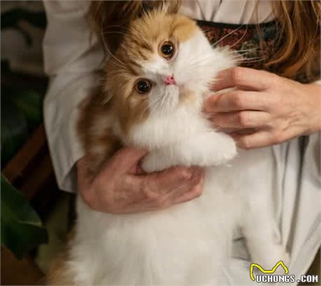 「毛发护理」有关猫咪的毛发护理往这里看