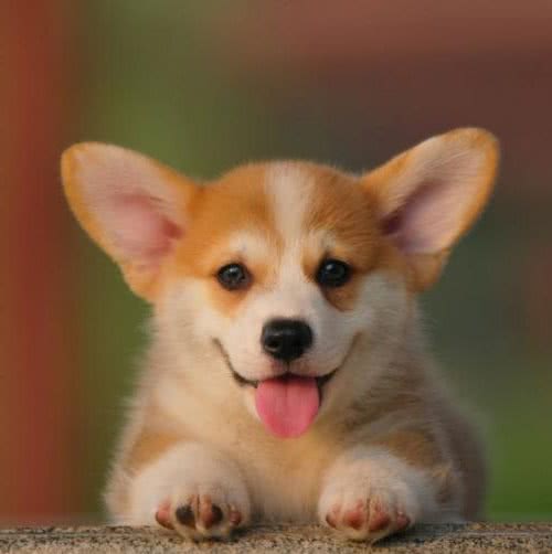 柯基犬很可爱，但要想养好也要花一份精力，一文教你养柯基