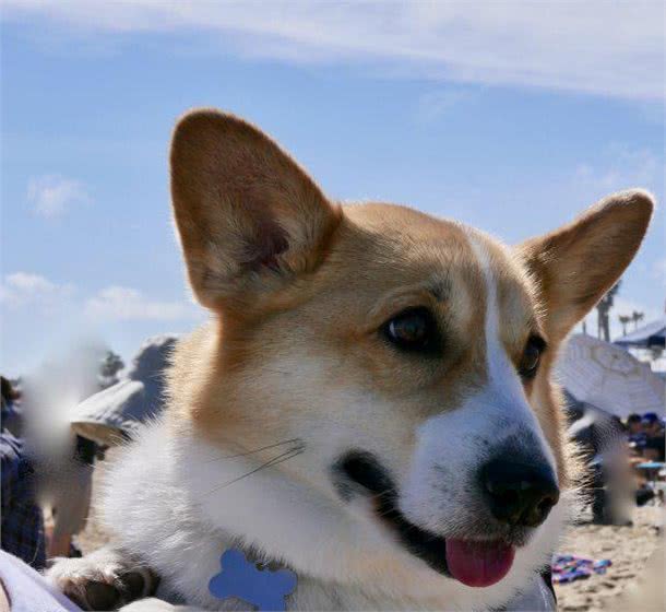 柯基犬很可爱，但要想养好也要花一份精力，一文教你养柯基