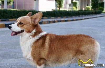 柯基犬很可爱，但要想养好也要花一份精力，一文教你养柯基