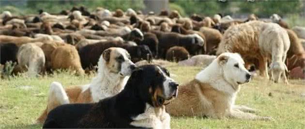 外国犬又怎样，这6种中国本土狗狗，一点也不逊色！