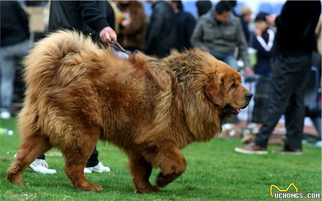 外国犬又怎样，这6种中国本土狗狗，一点也不逊色！