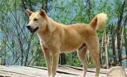外国犬又怎样，这6种中国本土狗狗，一点也不逊色！
