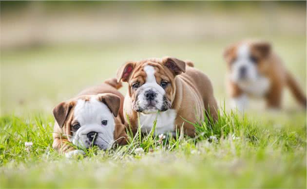 英国斗牛犬为什么很少人养？这7大理由不得不说