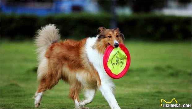 想养聪明的牧羊犬？小心被狗狗的聪明驾驭，养好牧羊犬的3个重点
