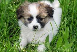 狗大十八变，铲屎官看到狗狗如今的样子，竟愣在了原地