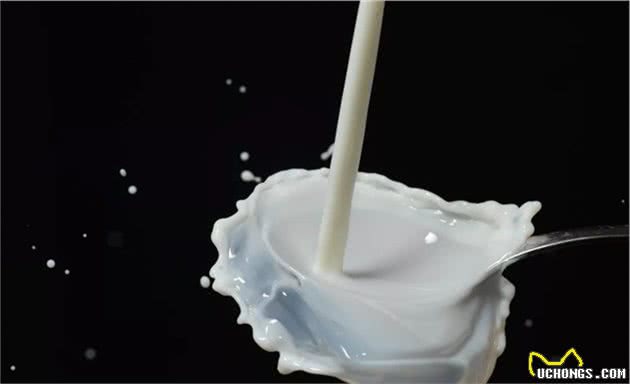 超实用！冬季狗狗喂食“禁忌”，你都记牢了吗？