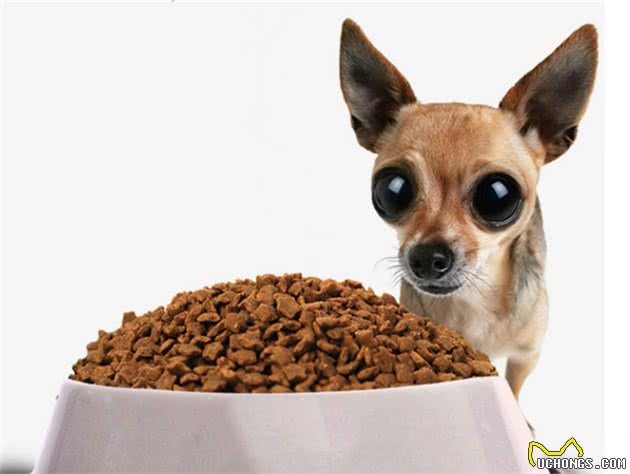 超实用！冬季狗狗喂食“禁忌”，你都记牢了吗？