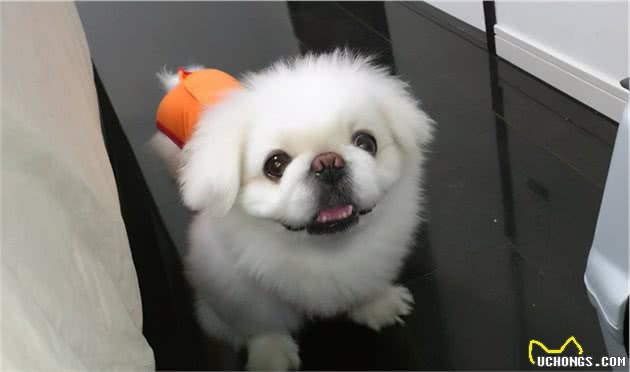这些“中国造”的优秀犬种，你认识几个？