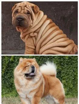 来自中国南方的松狮犬和沙皮犬，你选谁？我想都要
