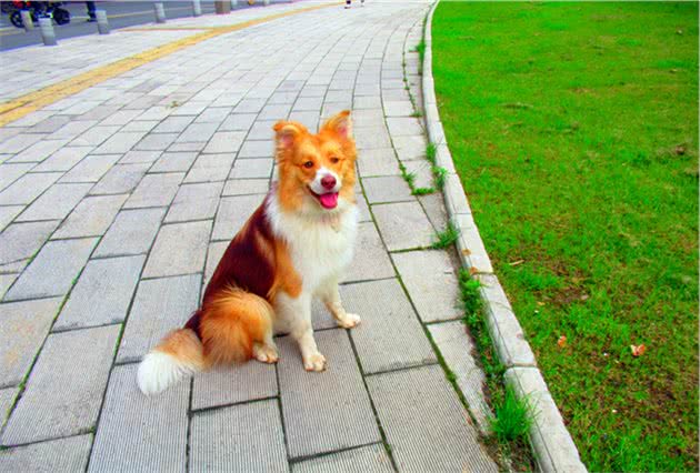 狗狗也要上学，你听说过吗？