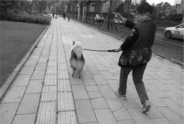 狗狗也要上学，你听说过吗？