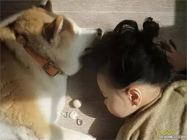 萌娃进狗窝扒拉狗崽子，犹如探囊取物，狗妈妈的神奇反应令人发笑