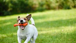 辟谣：狗爱啃骨头？其实只是保留习性，为了生存才是根本原因