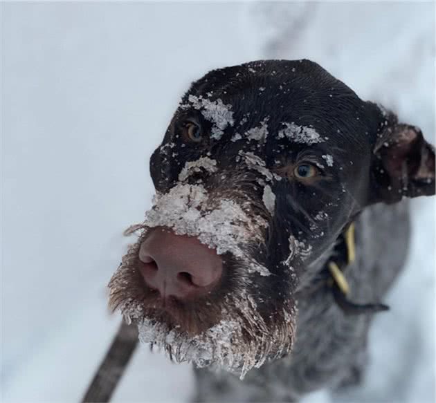 带狗狗去滑雪，狗狗突然对空气狂吠！这下立大功了