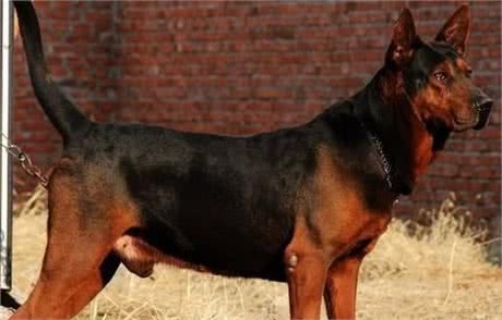 世界四大狼犬—中国原生狼犬名列其中