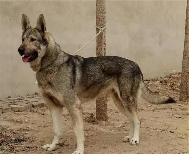 世界四大狼犬—中国原生狼犬名列其中